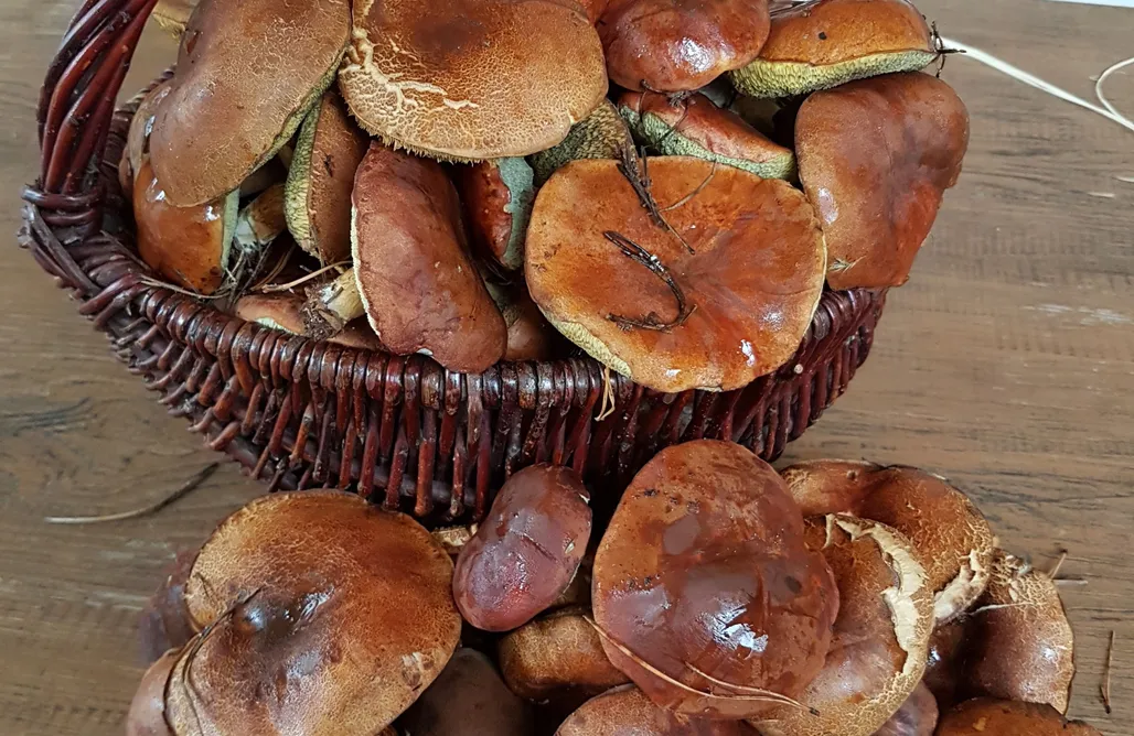 Piskornia noclegi Nowa Stodoła 3