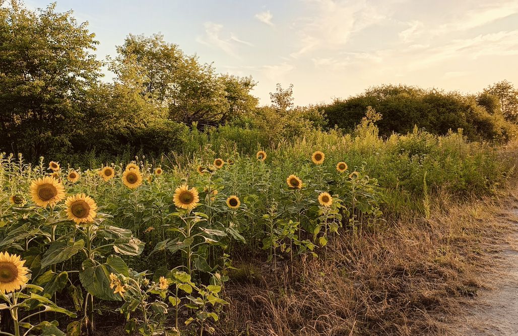 AlohaCamp Siedlisko Mama Verde glamping 1