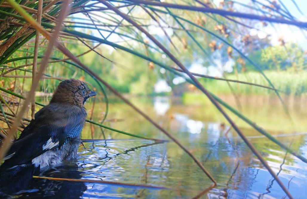 AlohaCamp Chałupa Basieńki 1