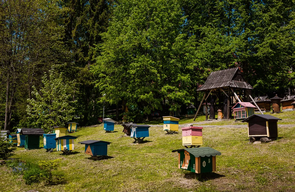 noclegi AlohaCamp Do usuniecia Honey 3