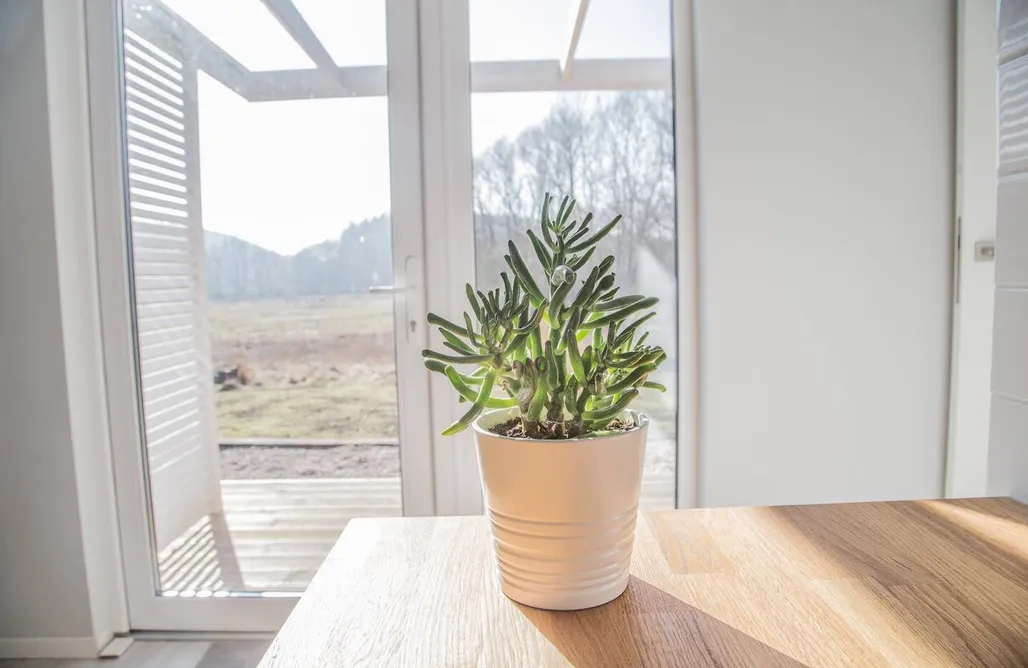 Alloggi AlohaCamp Domki Przystanek Drzewina 1