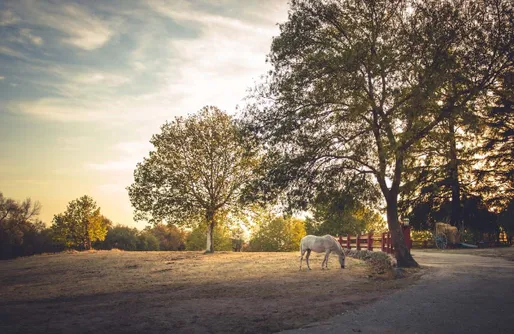 Imagen de El Bosque Secreto