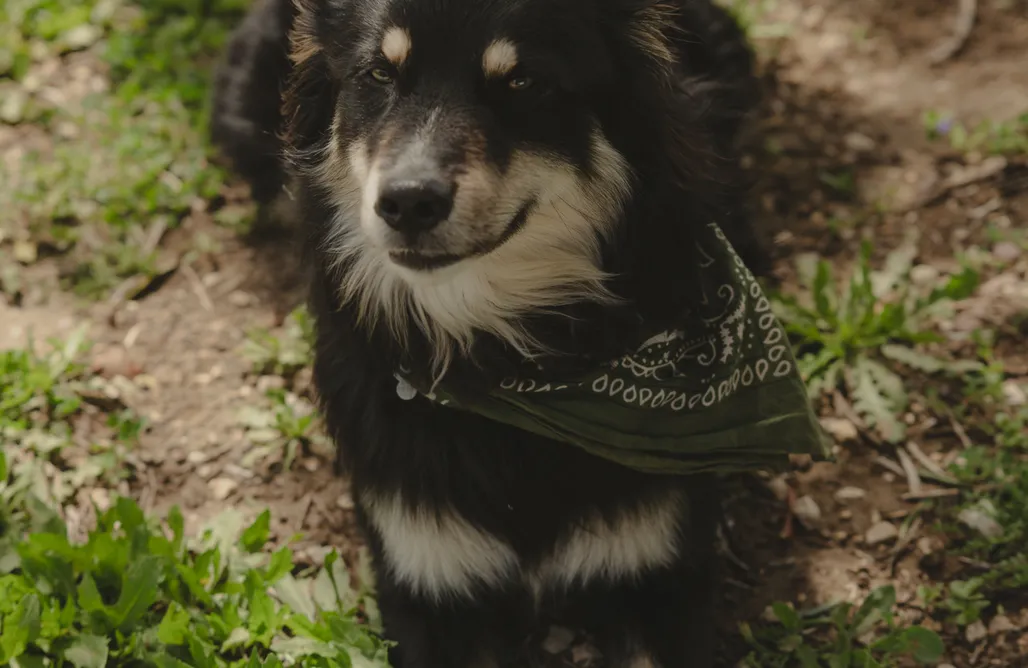 AlohaCamp Almendra 1