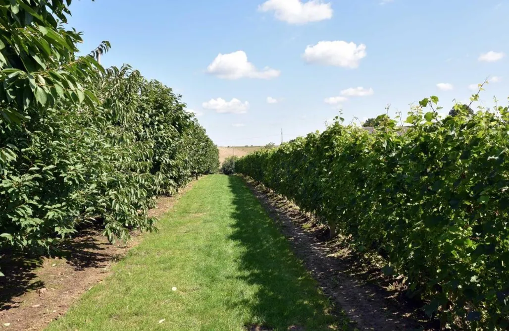 noclegi AlohaCamp Świętokrzyska Winnica Knapów 4