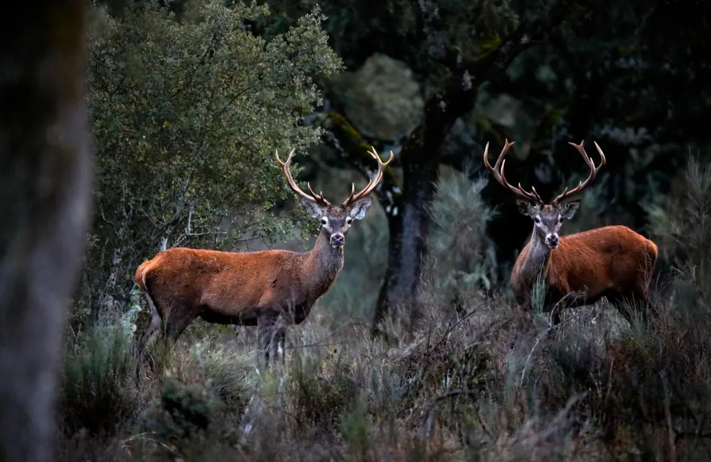 AlohaCamp accommodation Burbuja en Salamanca 1