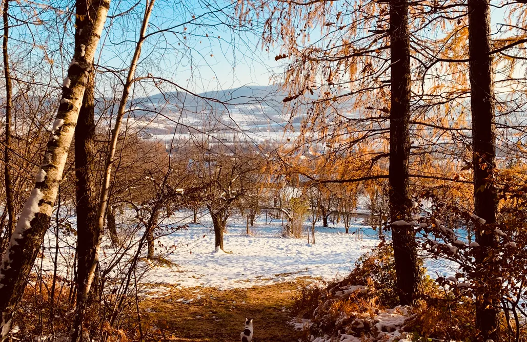 AlohaCamp accommodation Dom pod Lasem 1