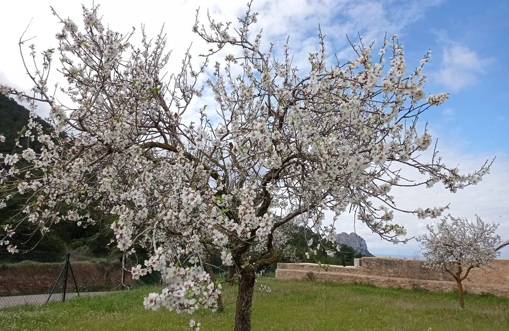 AlohaCamp Sa Vinya Casa de Campo 1