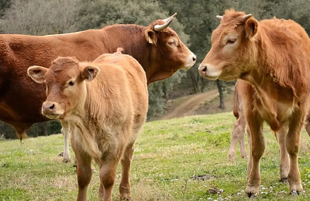 alojamientos AlohaCamp Les Cabanes dels Arbres  1