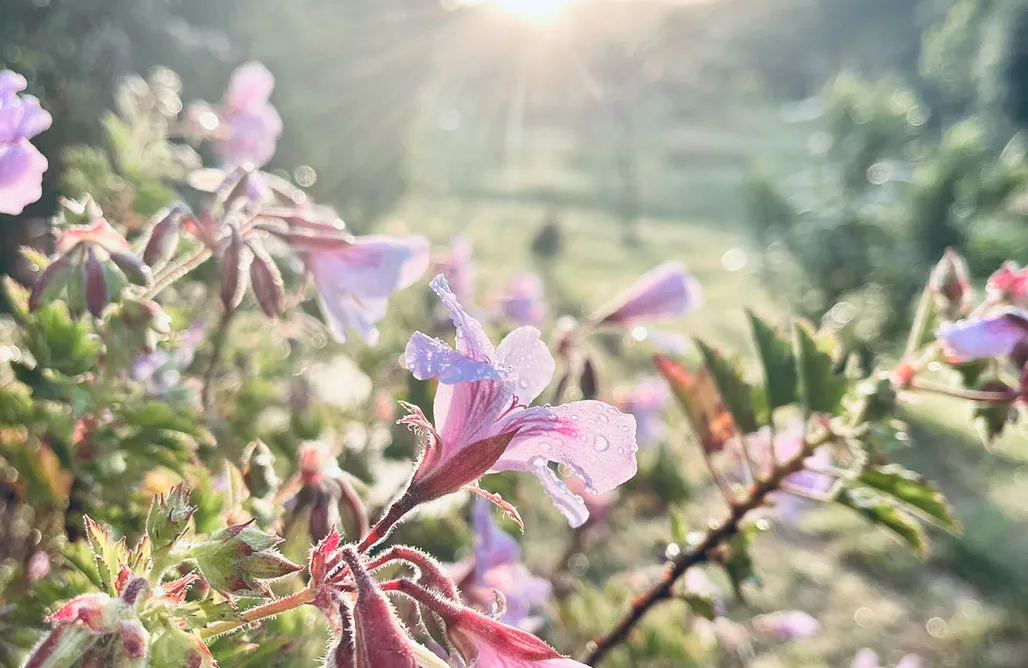 alojamientos AlohaCamp RuralCaMomo Cabaña la Escucha 1