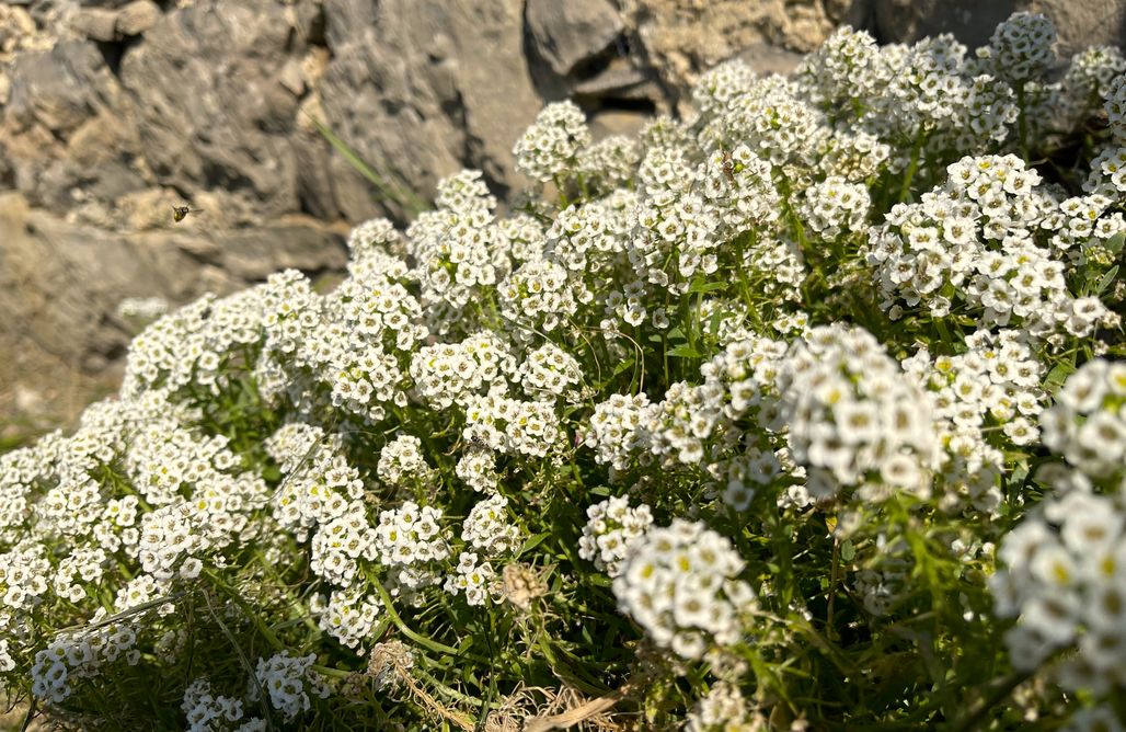 Weekend dla Dwojga za Granicą El Collau 1