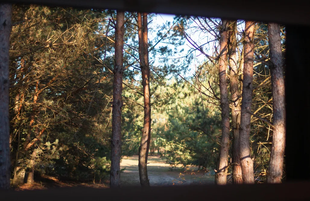 noclegi AlohaCamp Leśne wytchnienie 4