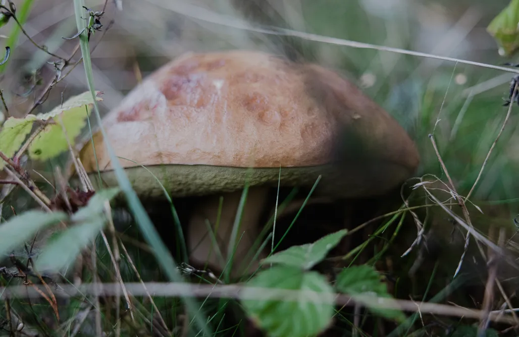Jurta Nocleg Cztery Stawy Glamp - Jurty 1