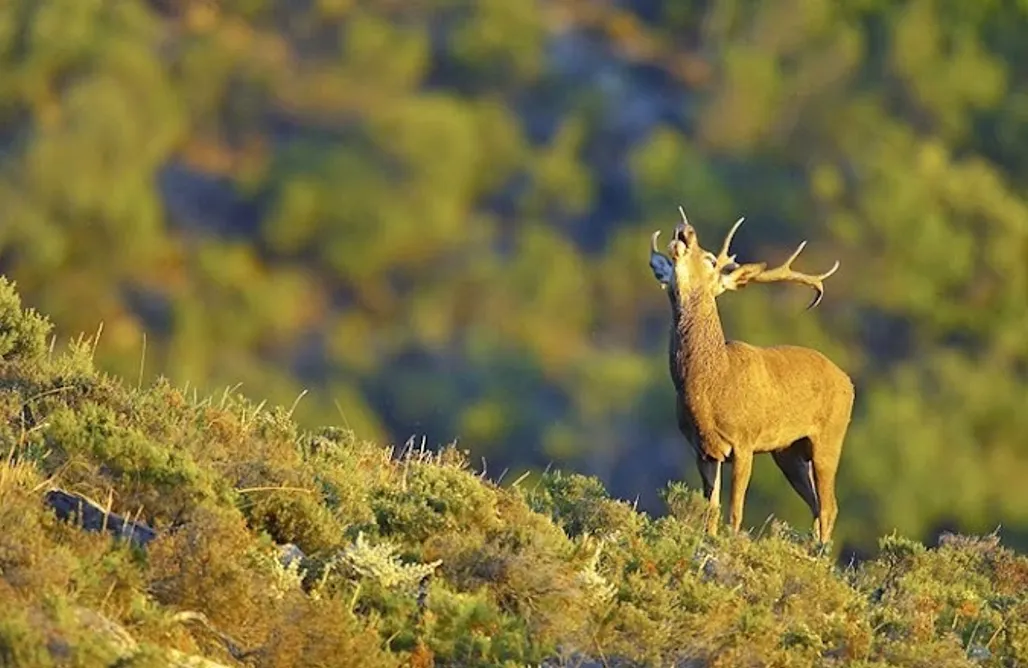 alojamientos AlohaCamp Finca La Chatarré 1