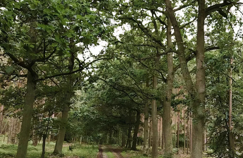 Pet-Friendly Accommodations Forsthaus Hohe Heide 1