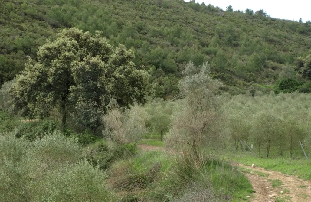 noclegi AlohaCamp Boquilla 1