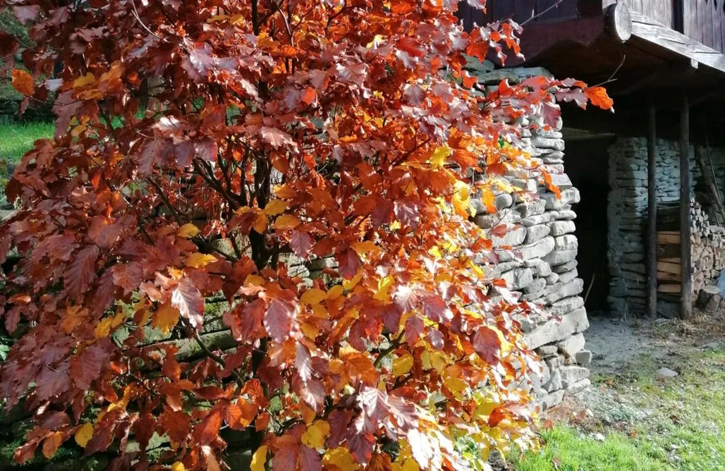 noclegi AlohaCamp Robakówka 1