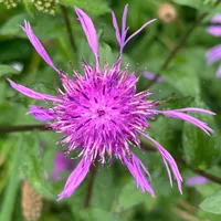 Bieszczadzka Miejscówka gospodarz Bieszczadzka Miejscówka