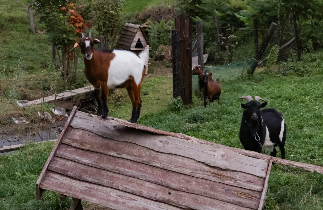 AlohaCamp Domek Hanka 1