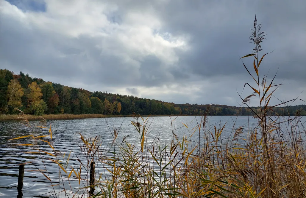 AlohaCamp Łap Las Wiktorowo 1