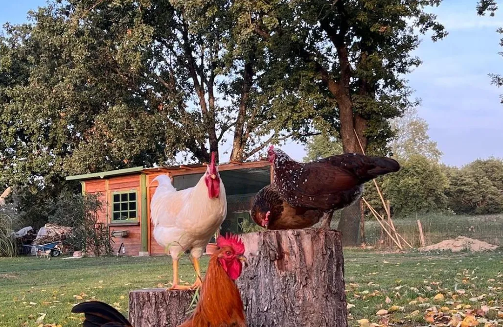 Agriturismo Salerno Colonica Il Picchio Verde 2
