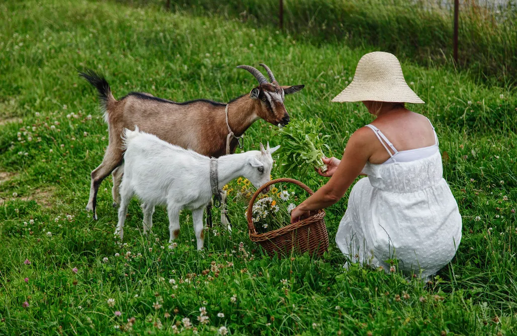 ubytovanie AlohaCamp Siedlisko Natury 4