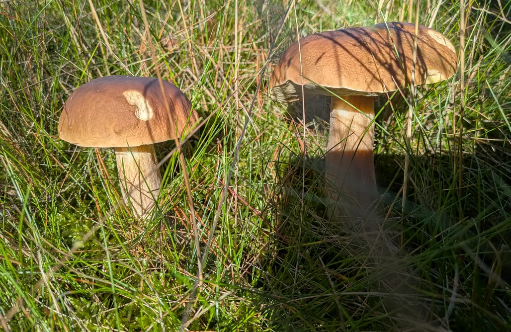 alojamientos AlohaCamp Domki Letniskowe Pięciu Pomostów 1