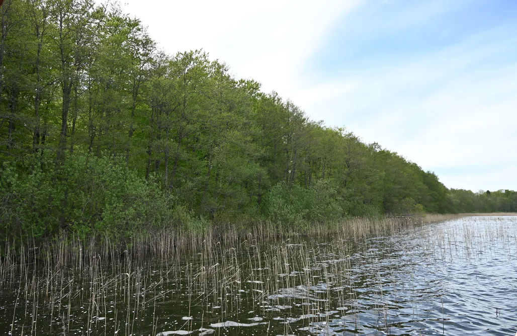 AlohaCamp Las woda i przygoda 1