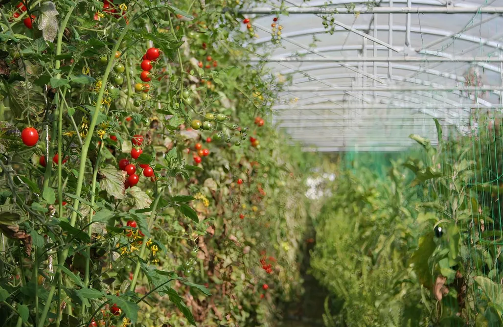 Unterkunft AlohaCamp Le Gîte des Coccinelles 5
