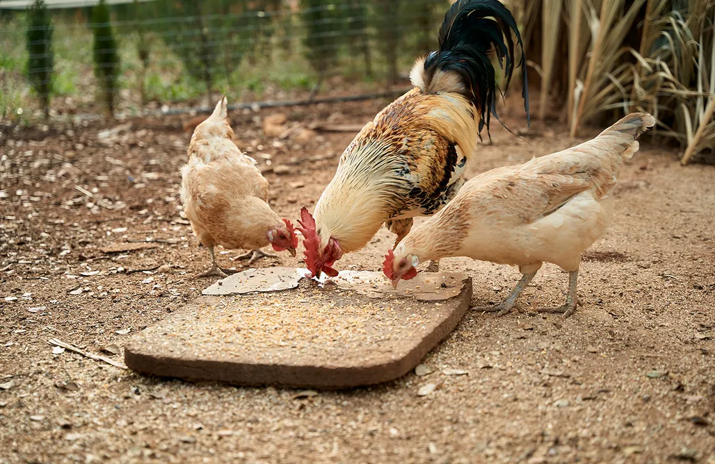 Alojamiento en Algodonales Cabaña Rural El Arbol 1