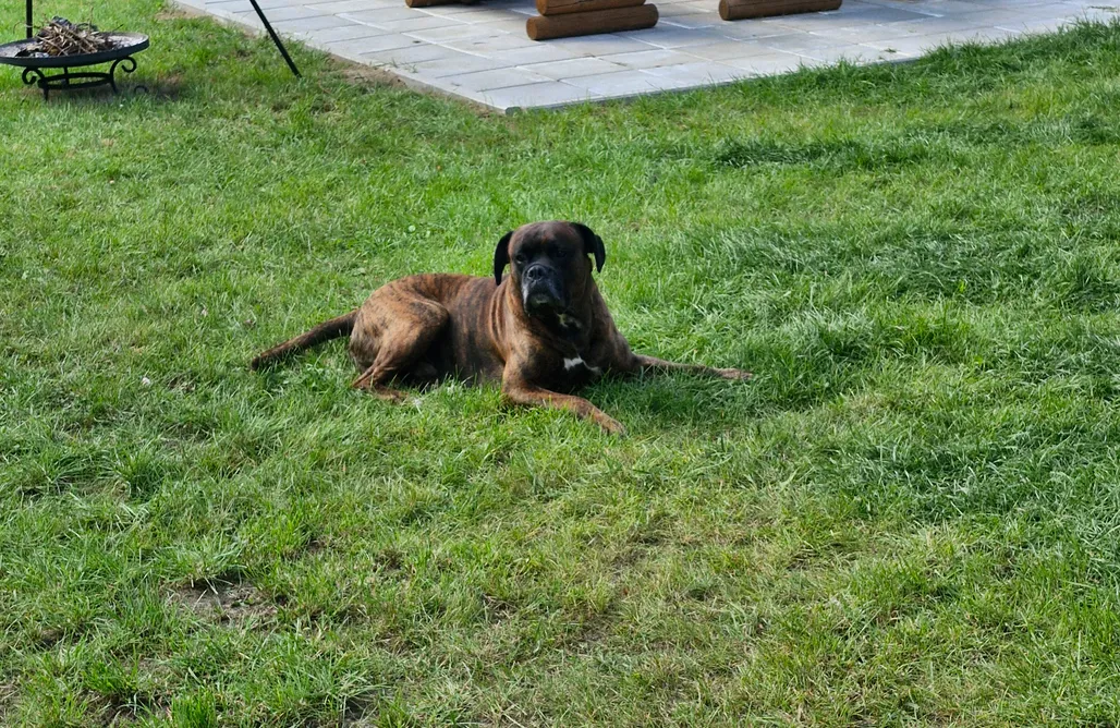 Żerdno noclegi Słoneczne Wzgórze Domki pod Lasem  1