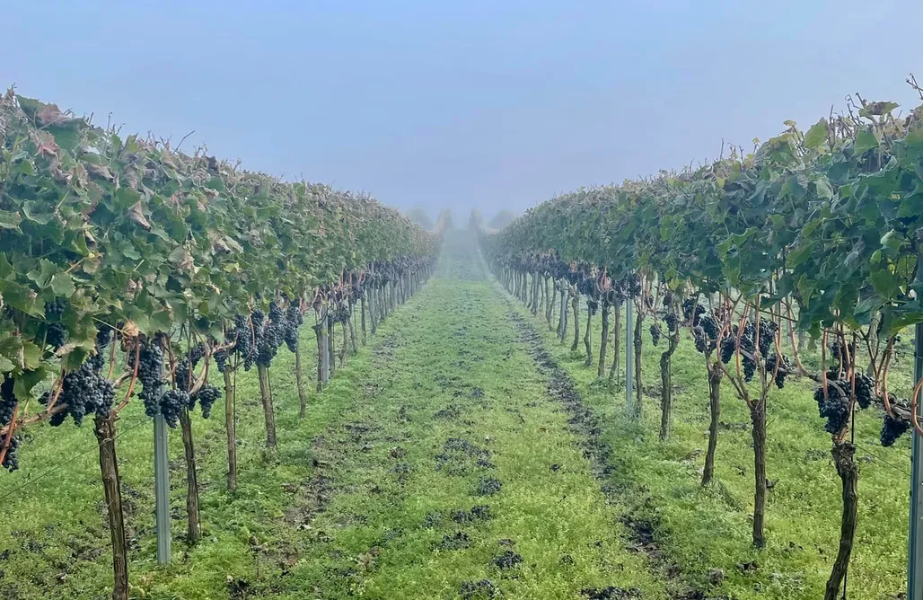 Borne noclegi Apartamenty w Winnicy | Winnica Milsko 3