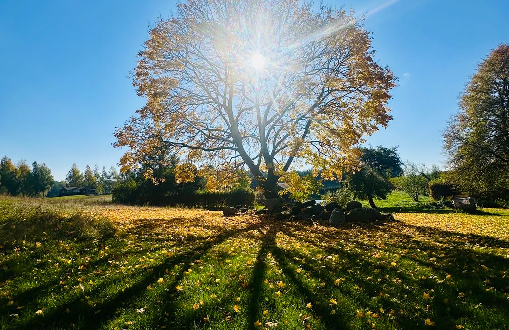 noclegi AlohaCamp Szumi Brzoza   5