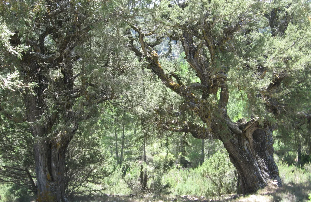 AlohaCamp Vagón Orient Express 1