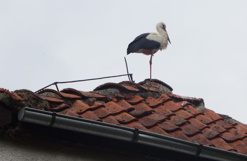 AlohaCamp Apartament 1