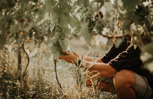 Zdjęcie obiektu Miejsce kamperowe - Winnica 55-100