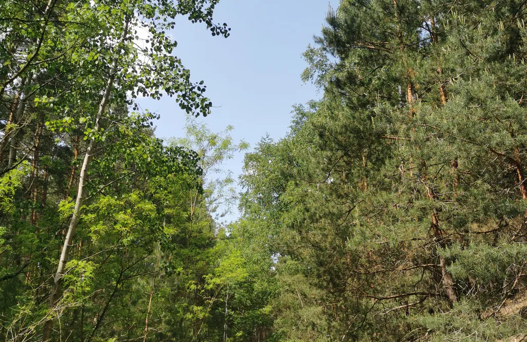 AlohaCamp Klimat Lewy 4