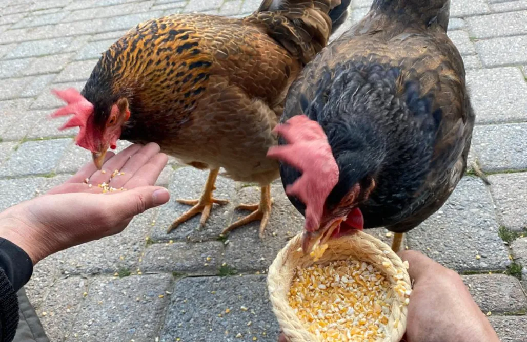 Kurzurlaub B&B IDUEVAGAMONDI con area benessere come extra 1