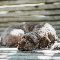 Ina Gastgebe Ferienhaus in Rumke