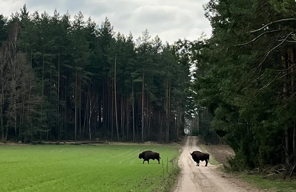 Podwołkuszne noclegi Dworek Żabickie 1