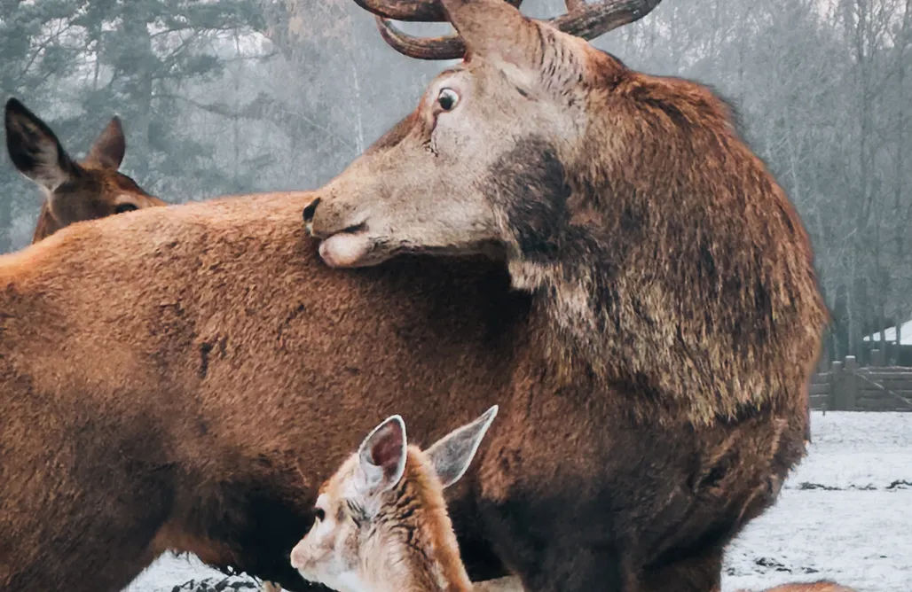 Ranczo Targówka - Glampy AlohaCamp