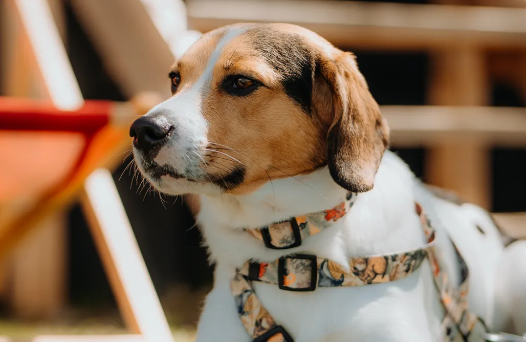 noclegi AlohaCamp Tiny House nad Jeziorem Czorsztyńskim - Wyskocz na! 1