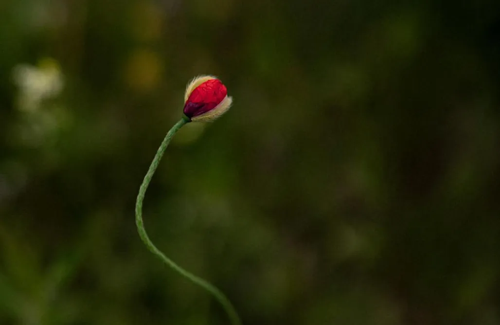 Origen Andévalo Alma y paisaje AlohaCamp