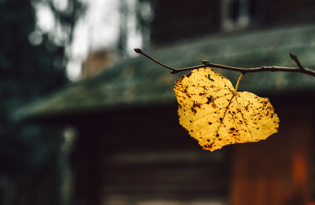 noclegi AlohaCamp Chatka w lesie 1