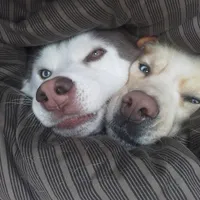 maciej gospodarz Marchówka