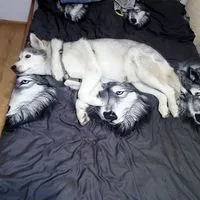 Sebastian użytkownik