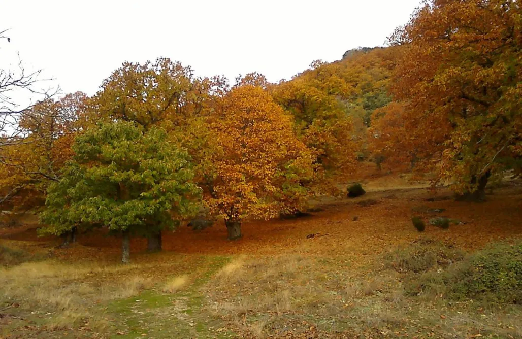 alojamientos AlohaCamp NeilaRural  1