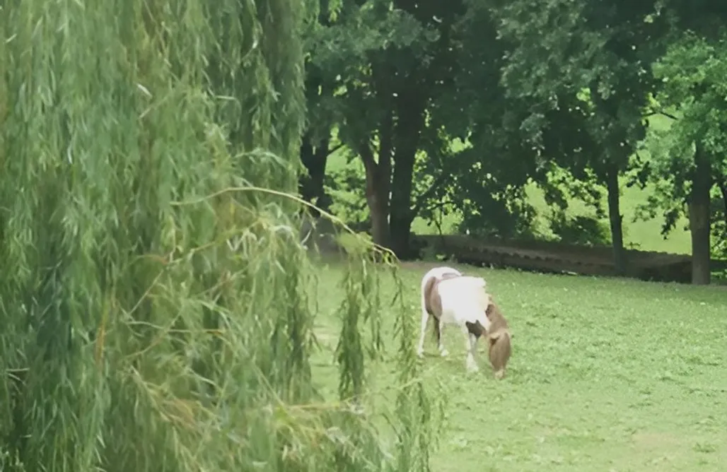 Glamping Pais Vasco Caserío Artizarra  1