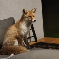 Joanna gospodarz Korona Bieszczad