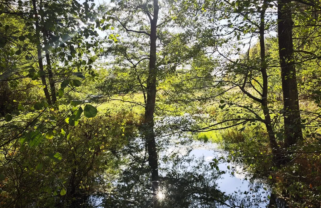 Glamping Bytom Leśny Relaks 1