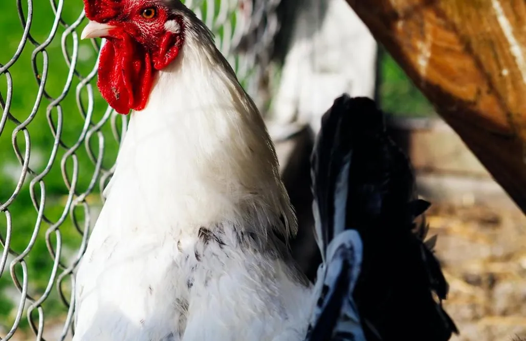 Gdzie na Grzyby Siedlisko Słoneczny Jar 1